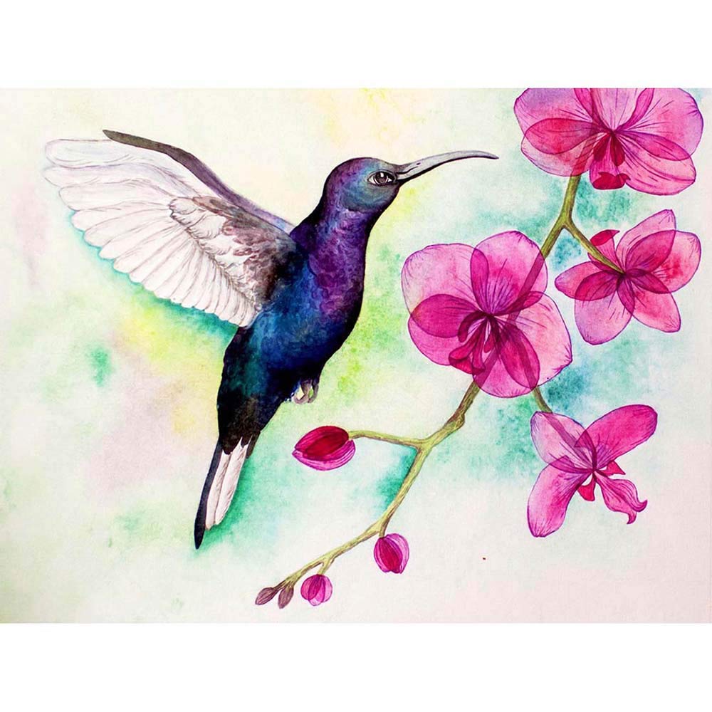 Wee Blue Coo Hummingbird And Orchid Art Print Poster Wall Decor 12X16 Inch