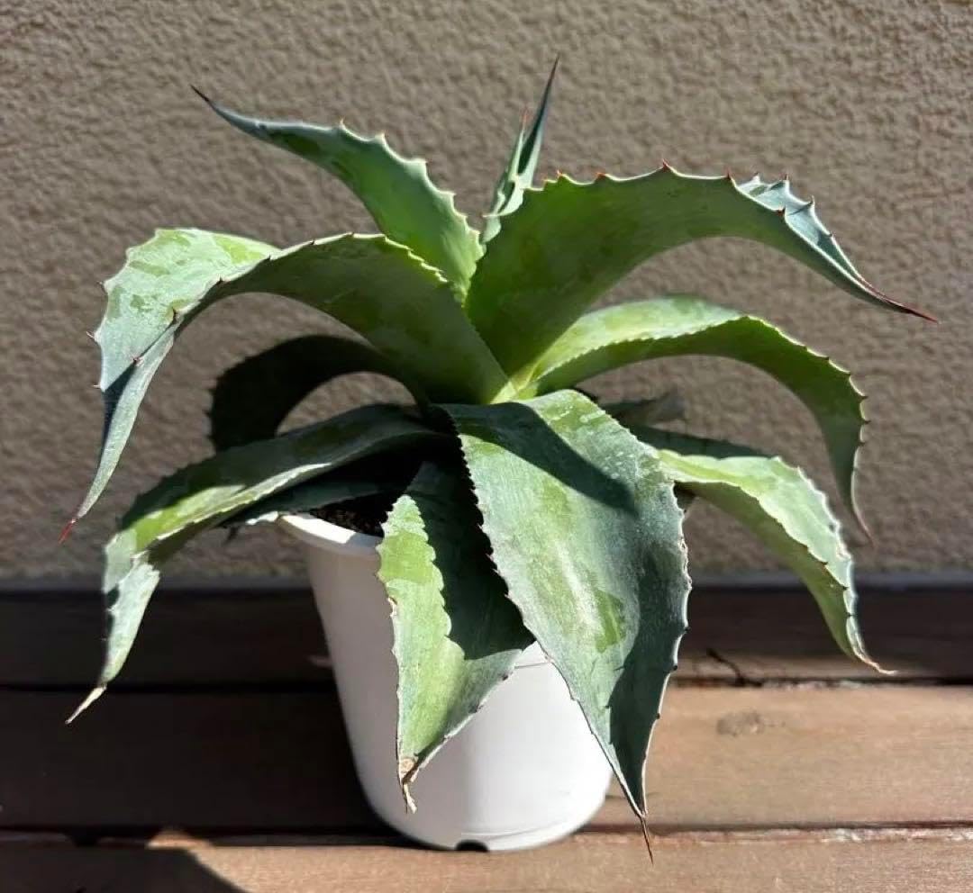 ユッカ　ロストラータ　36苗 ① 鉢のまま発送 ユッカロストラータ 36苗 鉢のまま発送 ユッカ ロストラータ 36苗 鉢の