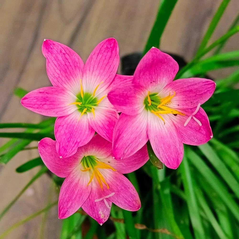 Vibrant Rain Lily Flower Bulbs | Red, Pink, Yellow & White Zephyranthes Pack of 5-image-12