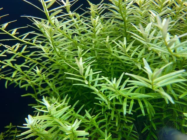 ロタラマクランドラグリーン　200本　水中葉　無農薬　無害虫 Amazon.co.jp: （水草）グリーンロタラ （15本）（水中葉）＋よく育つ