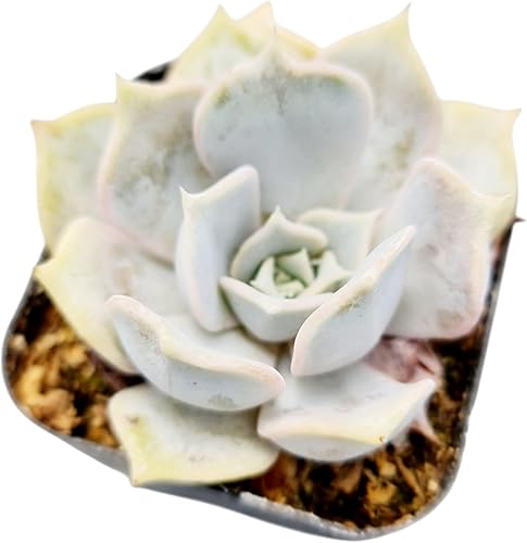 Miniatura 2 de FOLIAGEMS Plantas de cactus suculentas vivas de USKC (maceta de 2 pulgadas) (Aptenia Cordifolia Variegated)