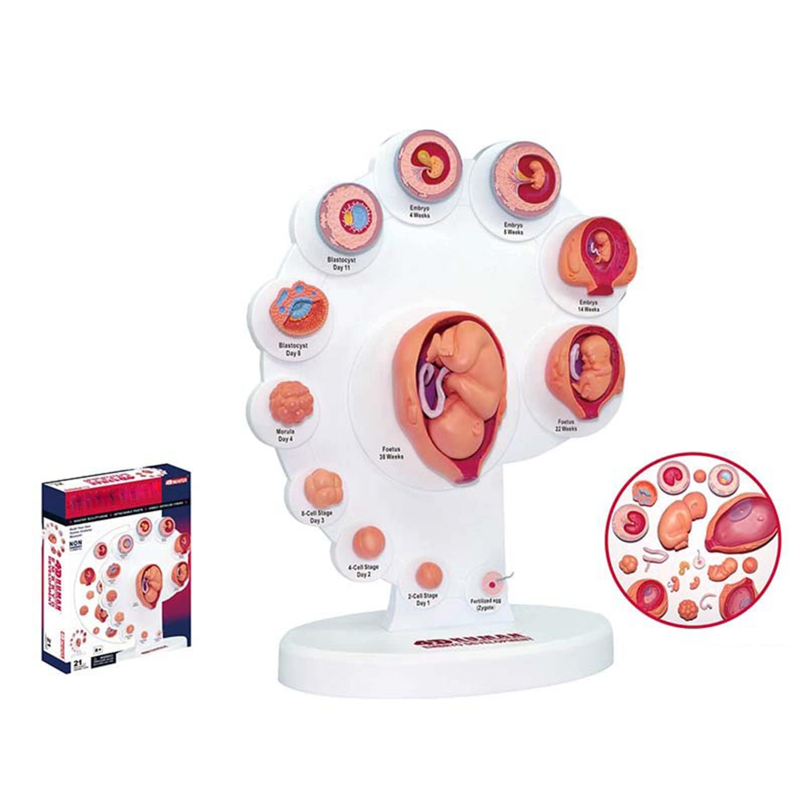 4D Fetus Modell - Anatomisches Modell zur Entwicklung des Fötus für medizinisches Lehren und Lernen - Gebärmutter-Embryo-Wachstumsprozess Anatomie Bildungsbedarf