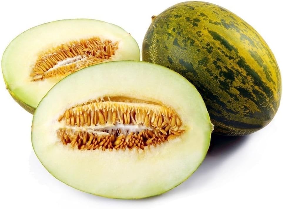 PIEL DE SAPO MELON SEED Santa claus Toadskin melon EXTREMELY SWEET RARE HEIRLOOM