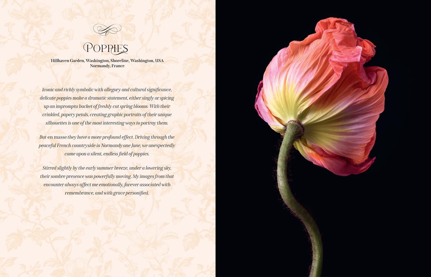 Beautiful Blooms: The ultimate inspiration for anyone who loves flowers, design and photography.