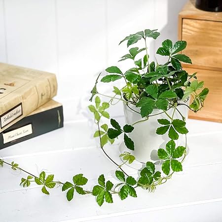 Amazon Co Jp 観葉植物 パーセノシッサス シュガーバイン 3 5号鉢 受け皿付き 育て方説明書付き Parthenocissus Sugar Vine Diy 工具 ガーデン Amazon Co Jp 観葉植物 パーセノシッサス シュガーバイン 3 5号鉢 受け皿付き 育て方説明書付き Parthenocissus Sugar Vine Diy 工具 ガーデン