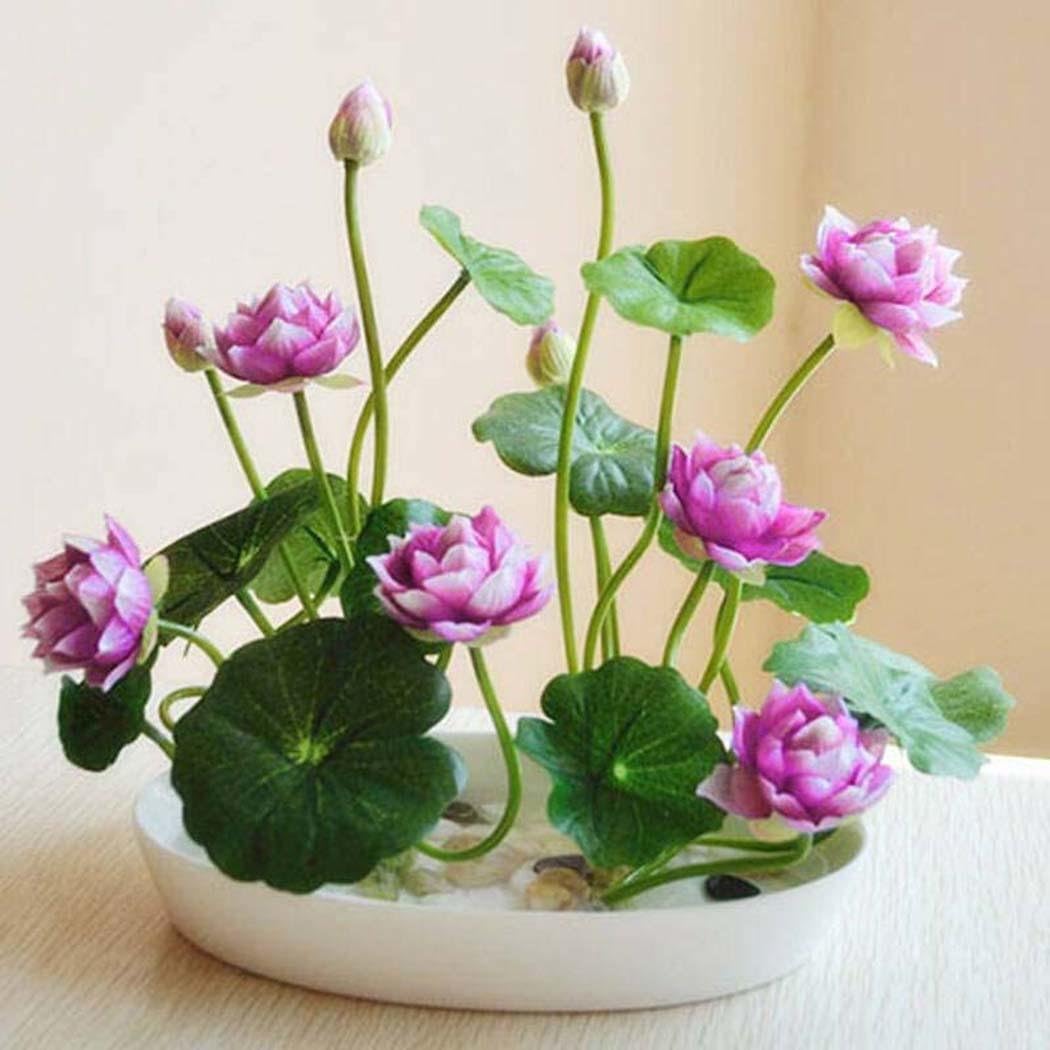 Sholdnut 5pcs/Bag Seeds Dwarf Lotus Flower Mixed Colors Mini Water Lily Flowers Seeds Aquatic Plant