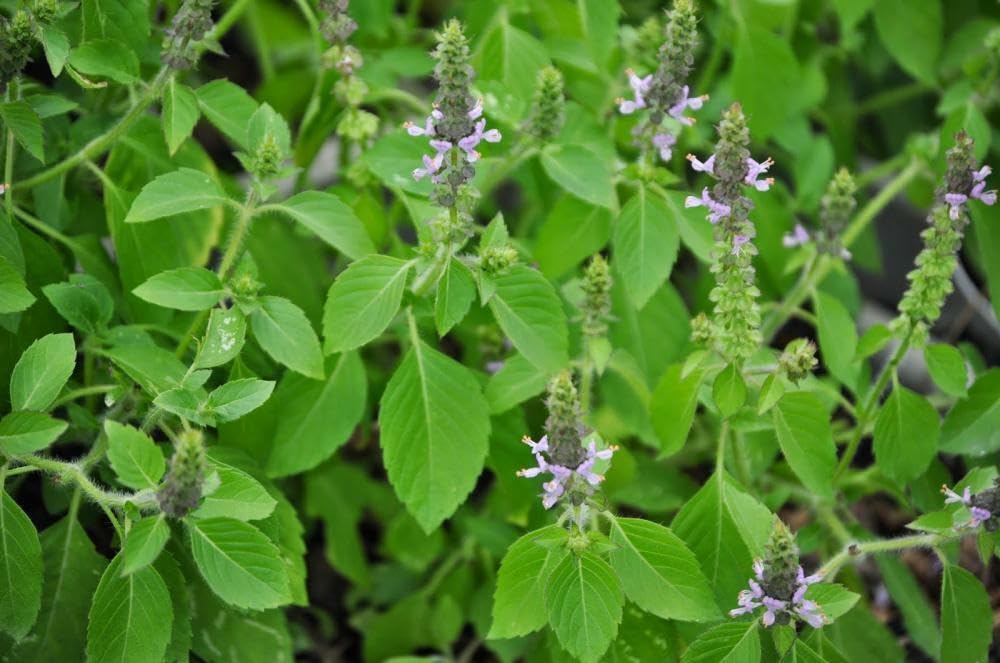 Buy4seeds HOLY Basil - 1600 Seeds - OCIMUM Sanctum TENUIFLORUM Easy to Grow Garden Yard Patio