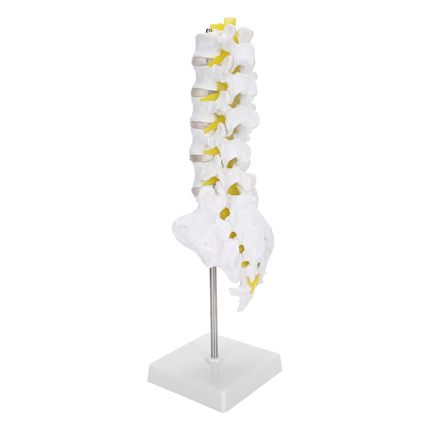 Educational Teaching Model, Durable Human Lumbar Vertebral Model Lumbar Vertebrae Spine Set