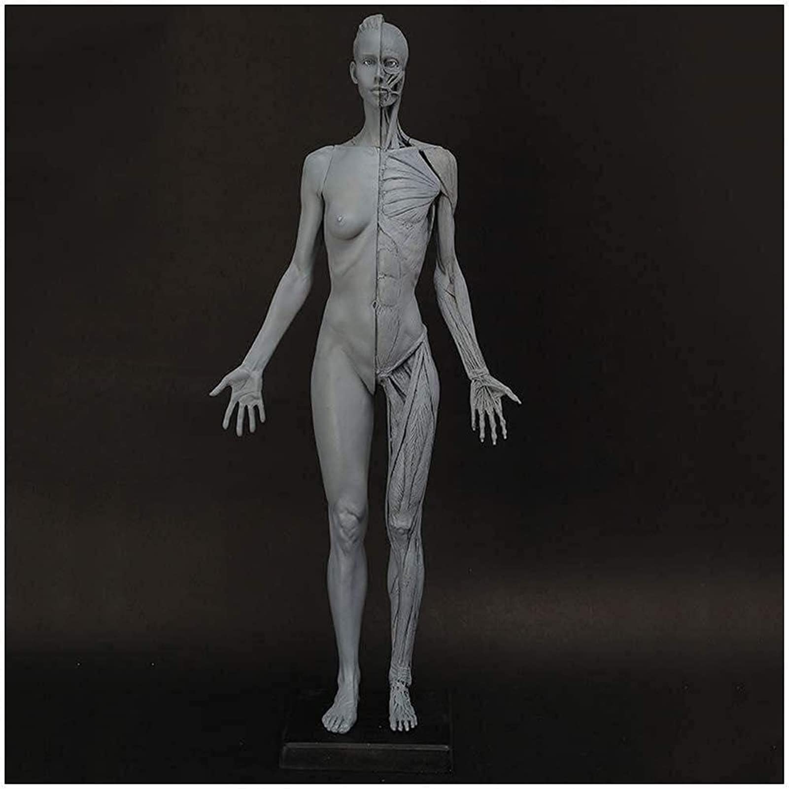 Figura Anatomica Femminile E Maschile Corpo Umano Modello Anatomico Muscoloscheletrico Umano Anatomico Muscolare Modell