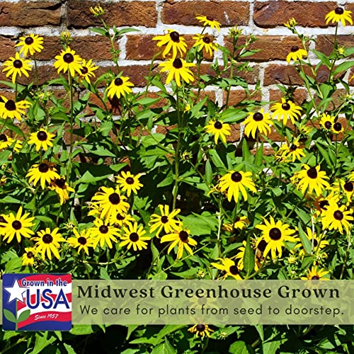 Clovers Garden Black Eyed Susan (Rudeckia) Plants – Two (2) Live Plants – Non-GMO - Not Seeds - Each 4" to 8" Tall – in 4" Inch Pots – Hardy Flowering Perennial, Pollinator Favorite Clovers Garden Black Eyed Susan (Rudeckia) Plants – Two (2) Live Plants – Non-GMO - Not Seeds - Each 4" to 8" Tall – in 4" Inch Pots – Hardy Flowering Perennial, Pollinator Favorite