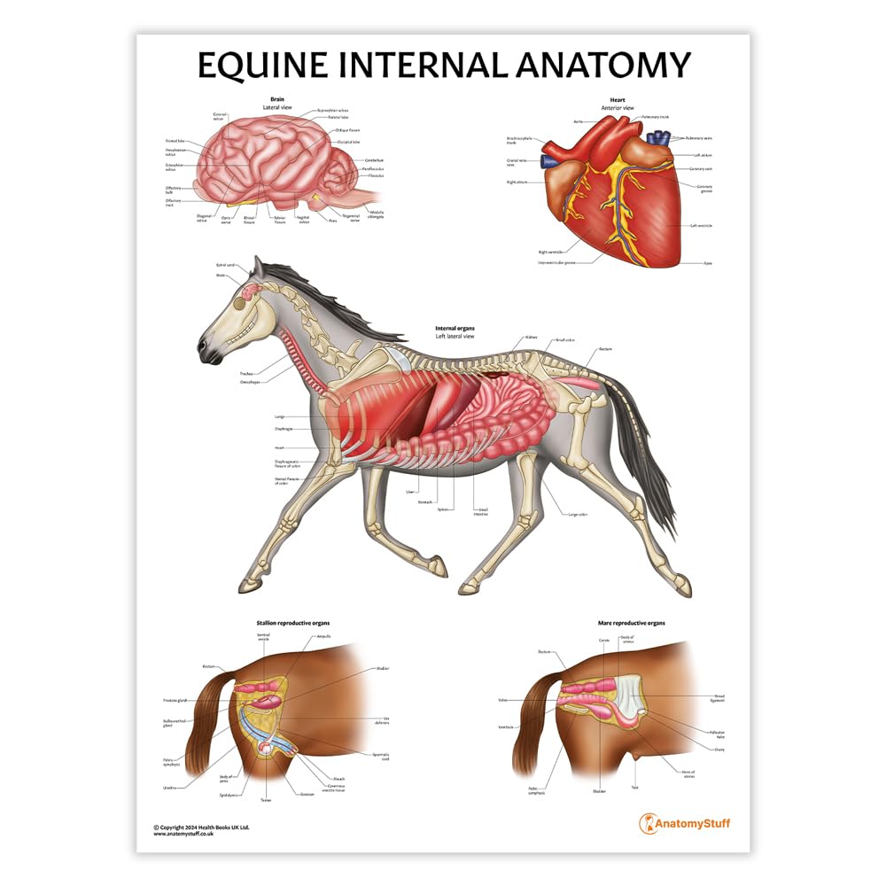 Anatomy Stuff Red, White Equine Internal Anatomy Poster/Chart, 45X60 Cm, 18X24 Inches, Horse Internal Anatomy, Veterinary Educational Diagram