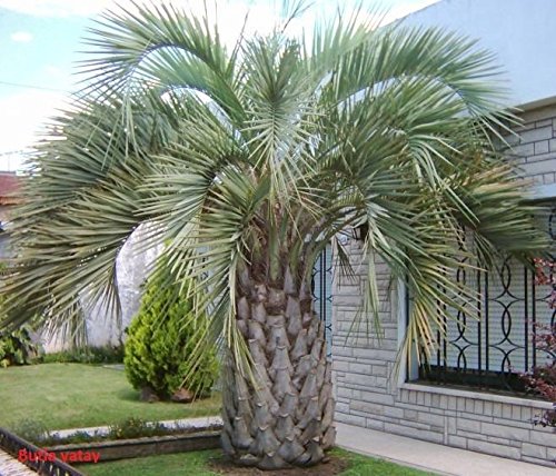 Amazon.co.jp: [Seeds] Butia Yatay ◇ Boutia ・Yathai ◎ Coco