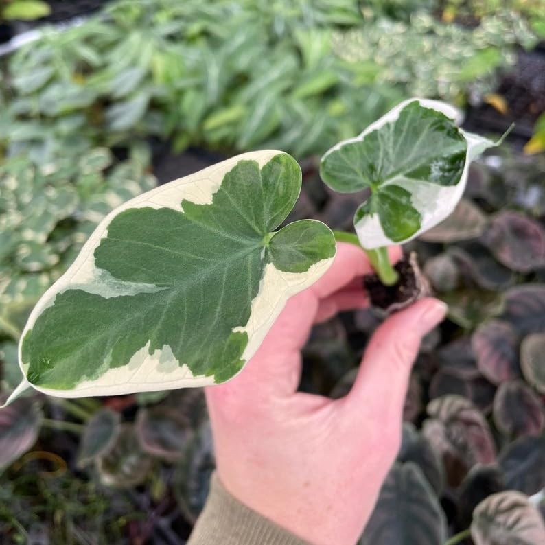 grner tiger saatgut Artisan Green Tiger Bio-Tomatensamen  samenfritze