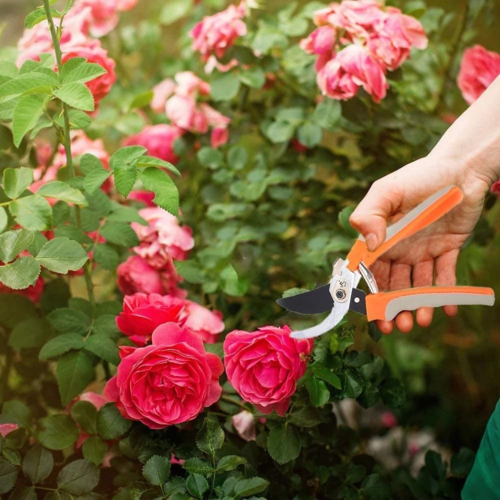 Tijeras de podar, tijeras de jardín, herramienta de injerto de hoja curva, cortadora de bonsái de árbol, tijera podadora de jardín, fruta, huerto de flores