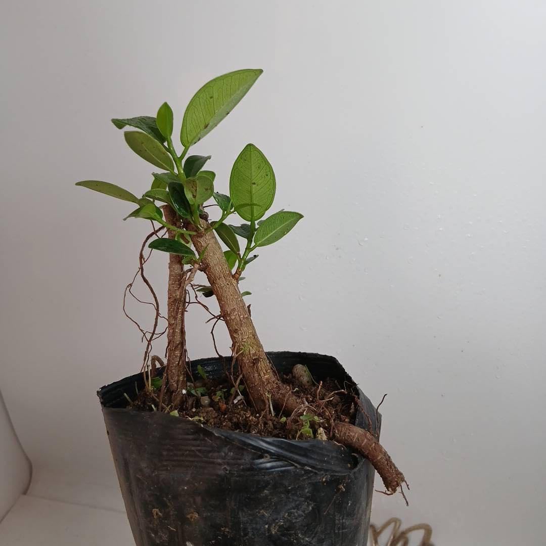 Amazon｜660 縁起観葉植物??尖閣ガジュマル新芽展開中抜き苗｜観葉植物