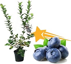 [Selectable] Blueberry Seedling, Seedling Tree, Japan-born Blueberry [Ootsubu-boshi] Tree Height: Approx. 15.7 inches (40 cm), 5.3 inches (13.5 cm) Pot, Northern High Bush Type, Hi-Bush Fruit Tree