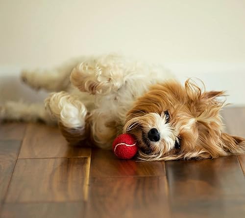 Miniatura 5 de Midlee Mini pelotas de tenis para perros, color rojo, 1.5 pulgadas, paquete de 12 pelotas de tenis pequeñas para mascotas