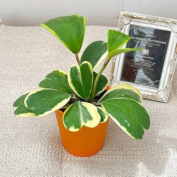 斑入り　ハート ホヤ　苗　ほや はーと　多肉/植物　山野草/フイリ 斑入り ハート ホヤ 苗 ほや はーと 多肉/植物 山野草/フイリ