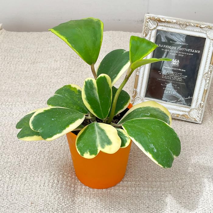 斑入り　ハートホヤ　苗　多肉植物　ホヤハート　観葉/園芸/♡ Amazon｜観葉植物 斑入りハートホヤ 3号鉢 ハートホヤ ラブラブハート
