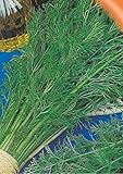 Seeds Dill Lesnogorodsky Russian Heirloom Dainty Spice Seed Packet