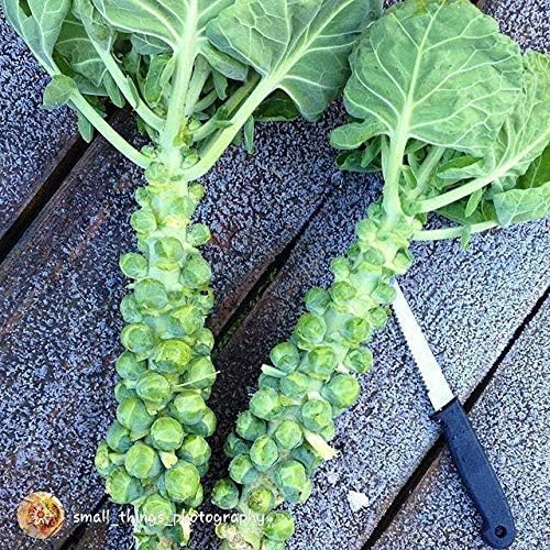Miniatura 4 de Catskill - Semillas de coles de Bruselas para plantar, más de 300 semillas tradicionales por paquete, semillas de jardín de Isla (semillas de jardín