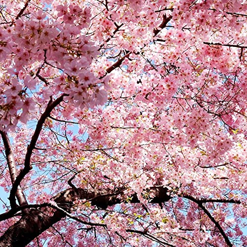 30 Pink Sakura Seeds Japanese Cherry Blossoms Bonsai Tree Flowers For Planting #TOP4