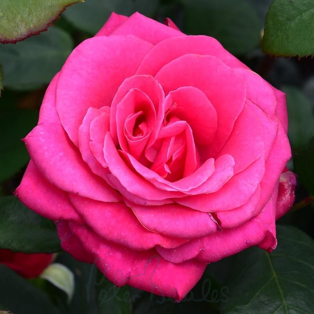Peter Beales Roses UK Timeless Charisma Bush Rose, Double Deep Pink Flowers, 90cm x 60cm, Fragrant