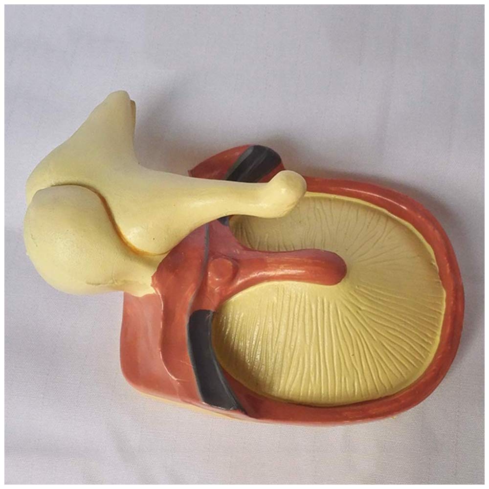 Model ślimakowy - Model ucha ludzkiego - Materiały dydaktyczne Model symulacyjny ślimakowy Medyczny anatomiczny model ucha - Do szkolnego narzędzia do wyświetlania nauczania medycznego, sprzętu labor