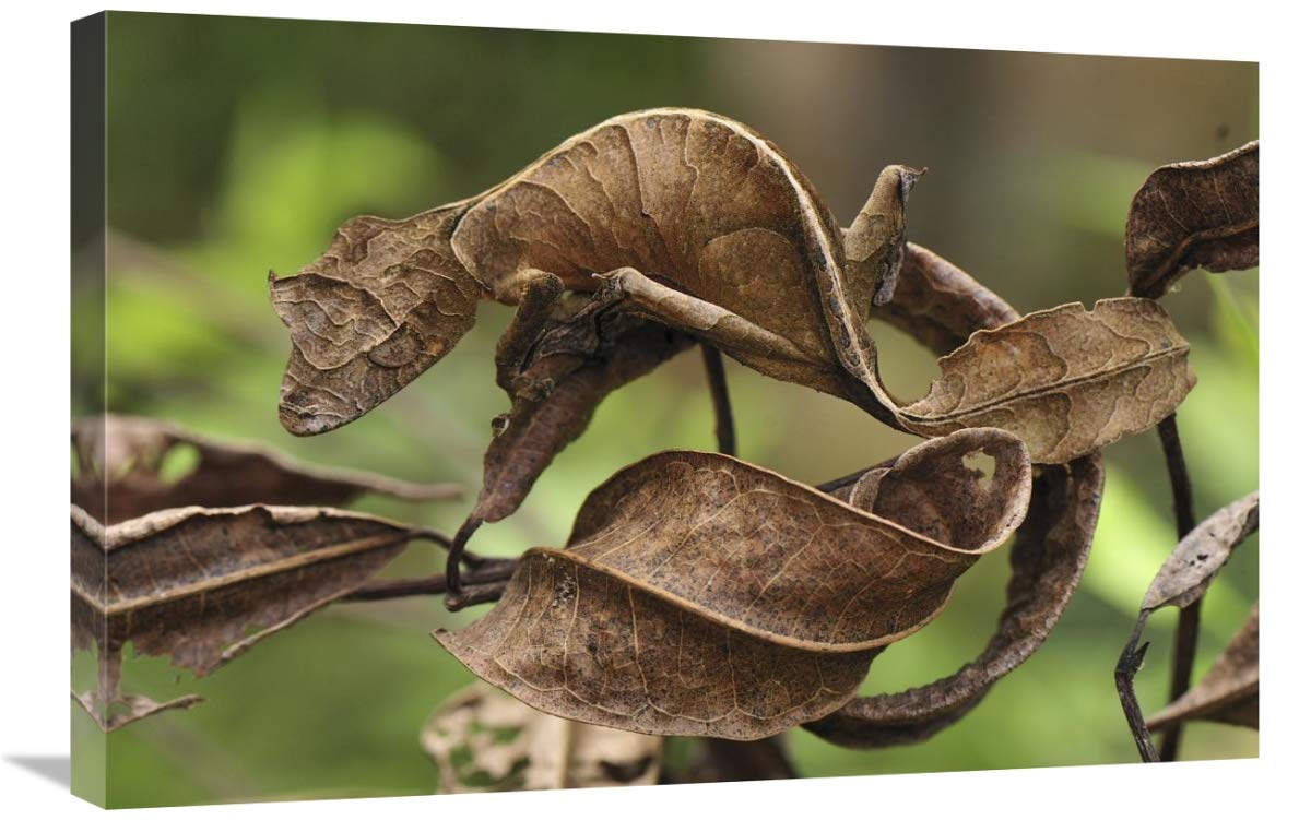 Amazon.com: Fantástico Gecko de cola de hoja de 20 x 30 pulgadas imitando  hojas, Parque Nacional Andasibe-Mantadia, impresión artística de Madagascar  - Thomas Marent : Hogar y Cocina
