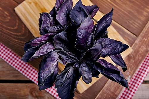 Miniatura 8 de 300+ Albahaca morada ornamental de interior - Hierba