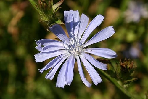Miniatura 4 de Semillas de flores silvestres de achicoria para plantar, más de 1500 semillas de flores por paquete, semillas de jardín de Isla (semillas de jardín