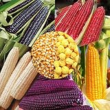 200+6Mix Corn Seeds for Planting Vegetables and Fruits,Glass Gem Corn Seeds,Heirloom Seeds Non GMO O