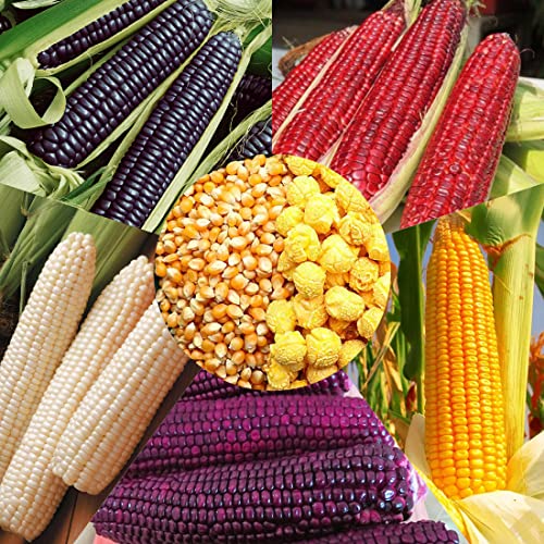 Assorted Glass Gem and Heirloom Corn Seed Mix #TOP30