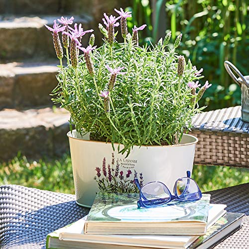 Lavender De Provence, Set Of 3, French Country Style Planters, Rustic White With Purple And Green Botanical Details, White Painted Zinc With Gold Finished Rolled Rims, 10 1/4, 9 And 7 3/4 Inches #TOP2