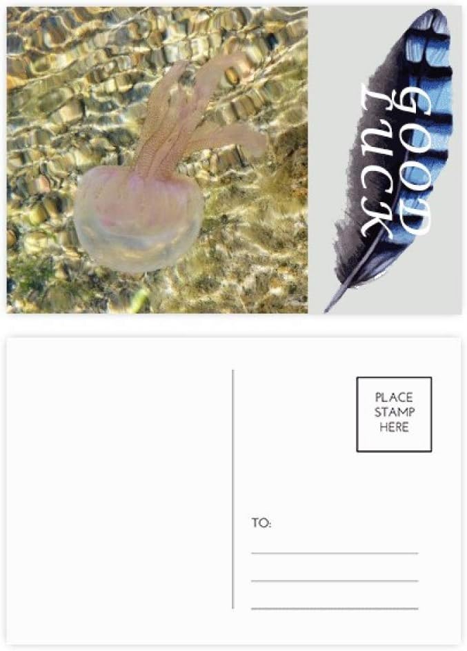 オーシャンクラゲ サイエンス自然写真 ラッキーフェザー ポストカードセット サンキューカード 郵送側 20枚