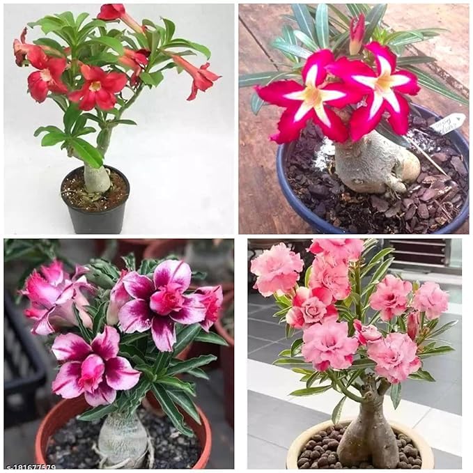 See full amazon price history chart for Hybrid adenium live plant pack of 3 mix colour Hybrid adenium live plant pack of 3 mix colour (B0D4QQNSPV) Amazon Price History, Amazon Price Tracker