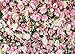 XLL Spring Pink Rose Flower Theme Photography Backdrops 7X5ft Vinyl 3D Pink Floral Newborn Kids Wedding Bridal Shower Photo Background Mother's Day Anniversary Ceremony Couple Props