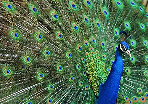 Ensemble de 3 cartes postales Paon Bleu - Finition Brillante