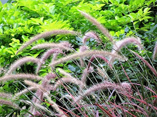 50+ Purple Fountain Grass Seed Plume-Flowers Plants Striking Landscaping Plant #TOP10