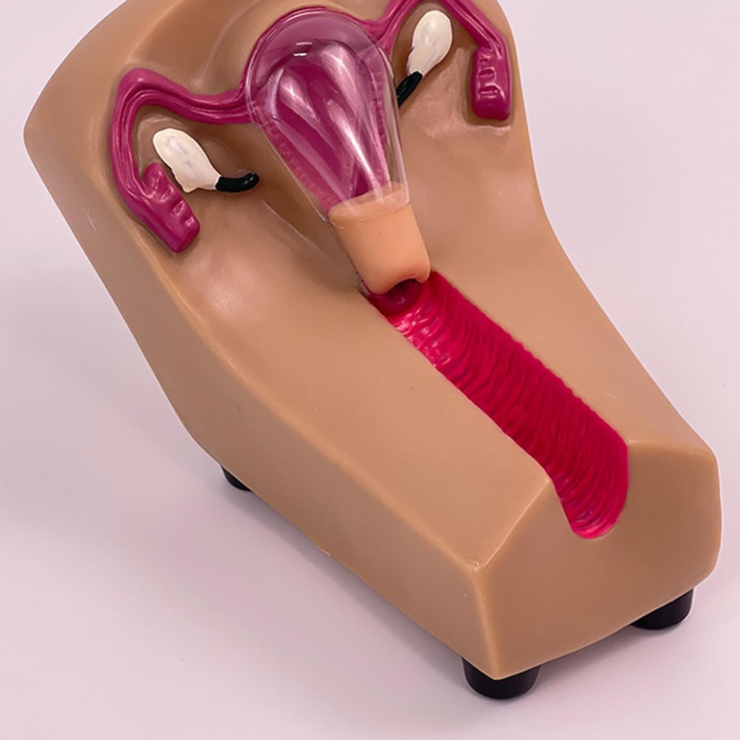 Modello di formazione sulla contraccezione intrauterina femminile - Simulatore di IUD for studenti infermieristici in ostetricia e ginecologia