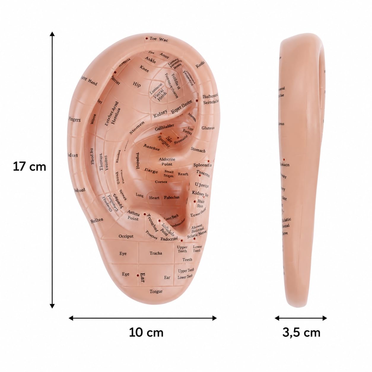 Ohrakupunktur- Tool Menschliches Ohr Anatomisches Ohr Punkt Vaccaria Acupoint Englische Charaktere Chinesische Massage Lehrrequisite Diagramm Ohrakupunktur