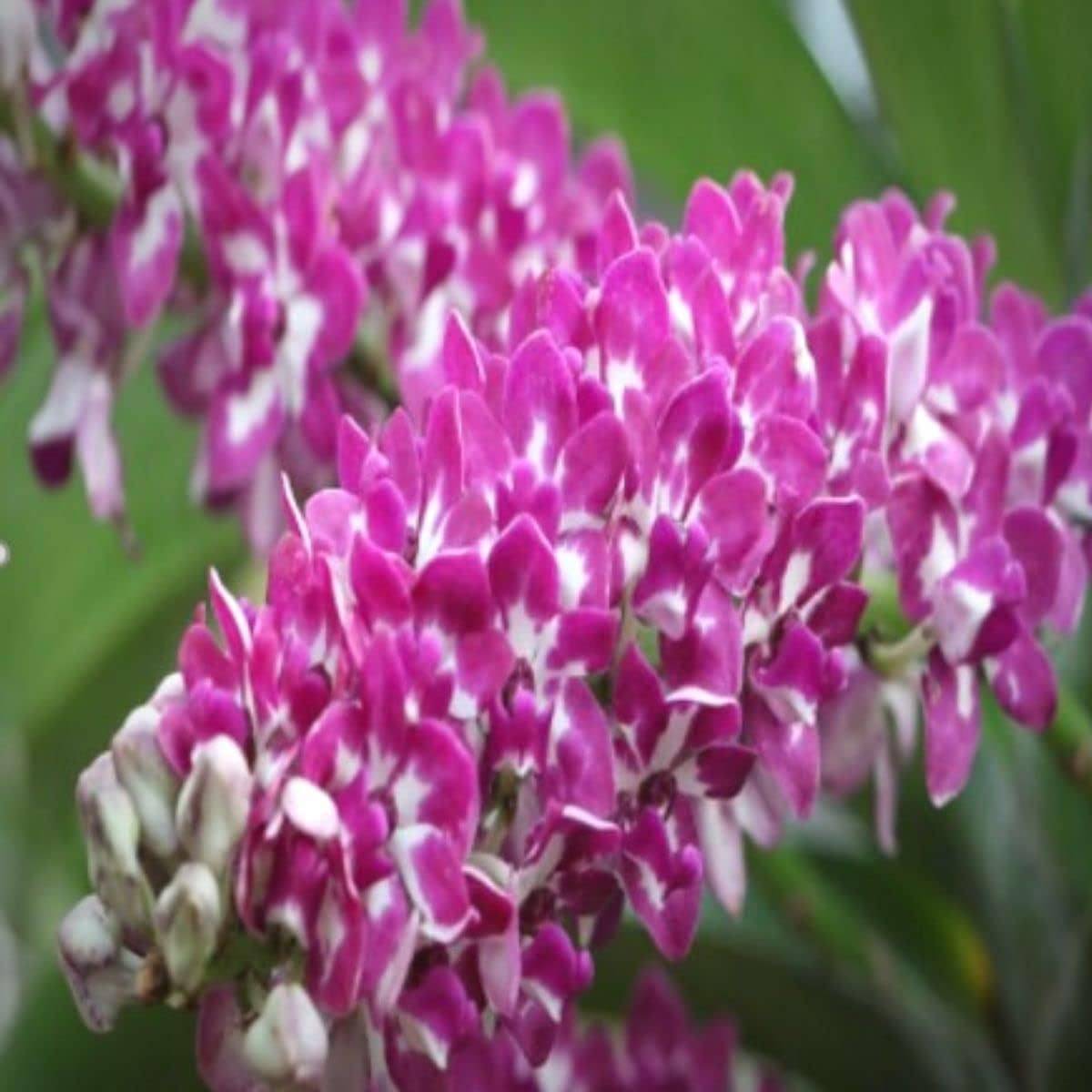 Click Orchid Rhynchostylis Orchid Live Plant (Gigantea 'Ply') Seedling Size