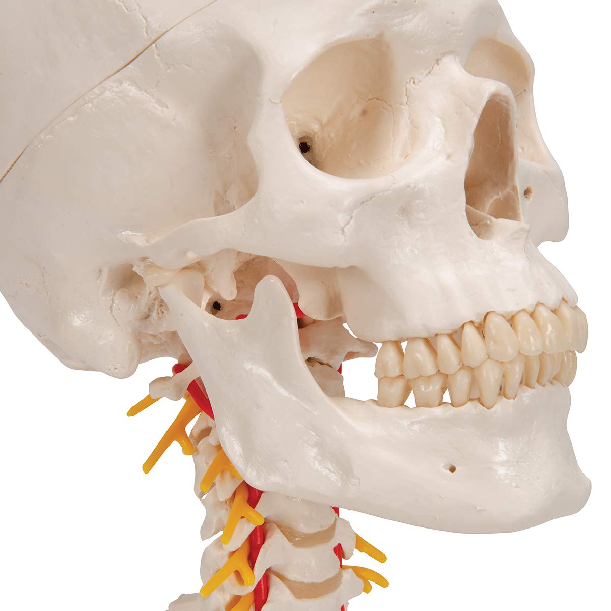3B Scientific naukowa anatomia człowieka - model ludzkiej czaszki na odcinku szyjnym z połączeniami magnetycznymi, 4 części darmowe oprogramowanie do anatomii - 3B Smart Anatomy