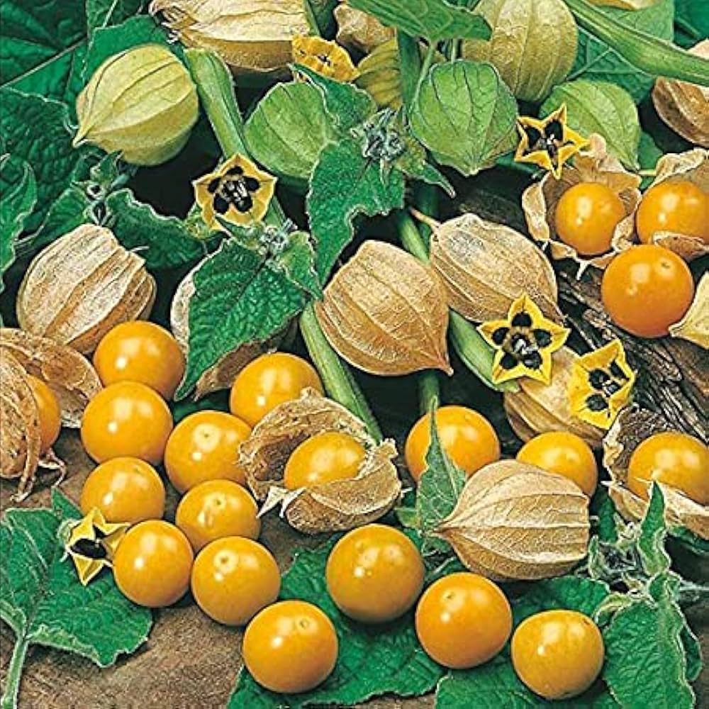 Golden strawberry(Rasbhary) Seeds, 100% Organic Fine quality seeds, Easy to grow on Terrace in Pots, Fruit Posses Great Medicinal value : Amazon.in: बाग-बगीचा और आउटडोर
