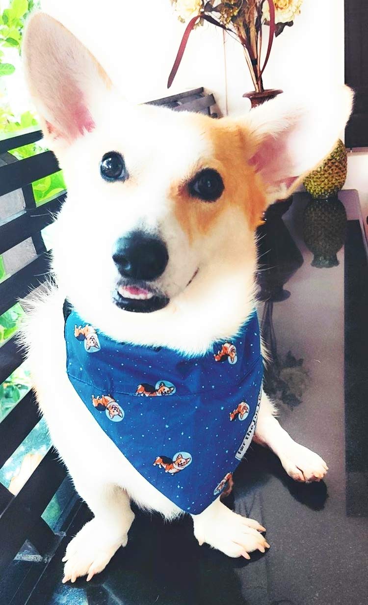 For The Fur Kids Dog Bandana: Space Dogs Slip On Bandana for Pets (Blue) (B08GQ8G2MJ) Amazon Price History, Amazon Price Tracker