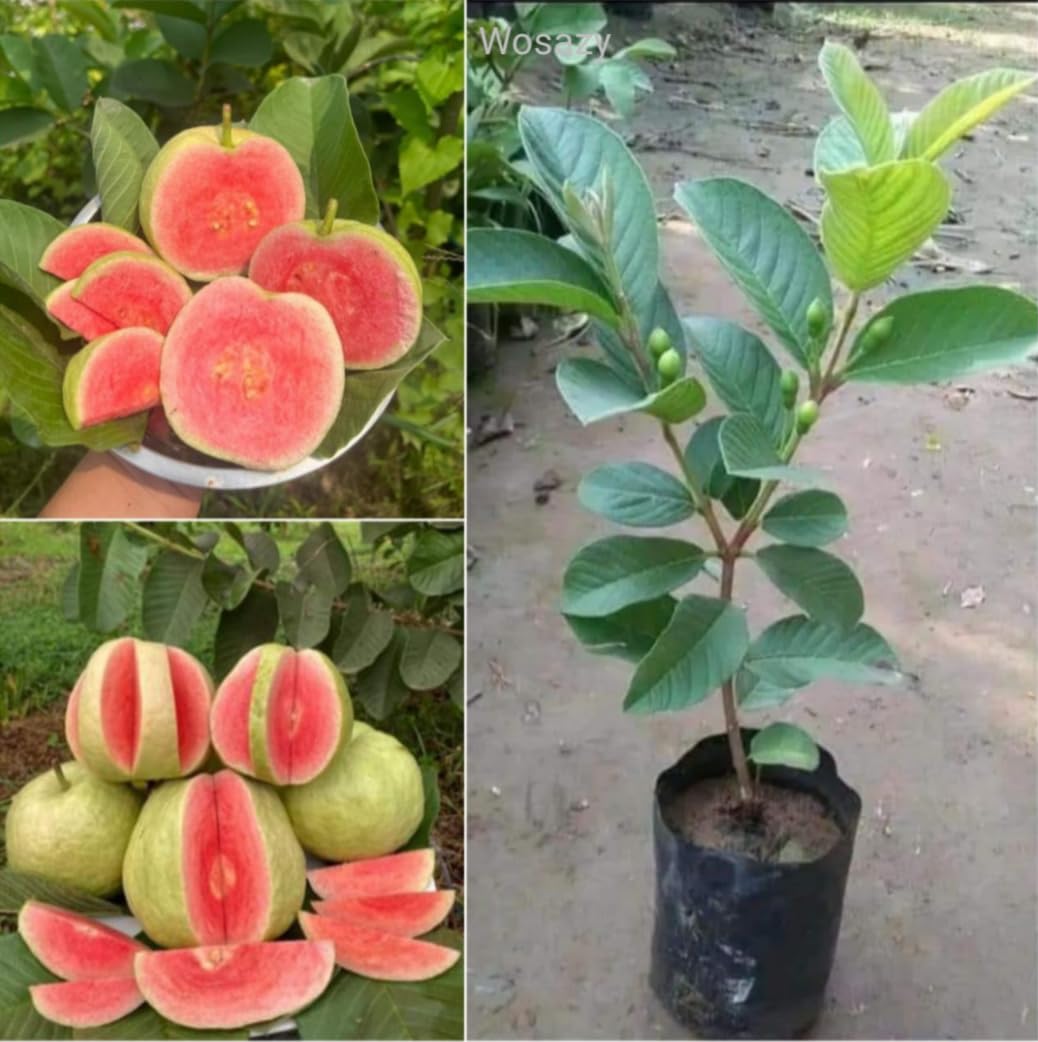 See full amazon price history chart for Red Daymond Gouva Plant One Healthy Live Air- Layering/Grafted Thai Gouva Plant, Sweet Haybrid Variety, After Fruiting 6 month (Pack of 1 Plant,Hight 2 Feet) Red Daymond Gouva Plant One Healthy Live Air- Layering/Grafted Thai Gouva Plant, Sweet Haybrid Variety, After Fruiting 6 month (Pack of 1 Plant,Hight 2 Feet) (B0D3F83SZ6) Amazon Price History, Amazon Price Tracker