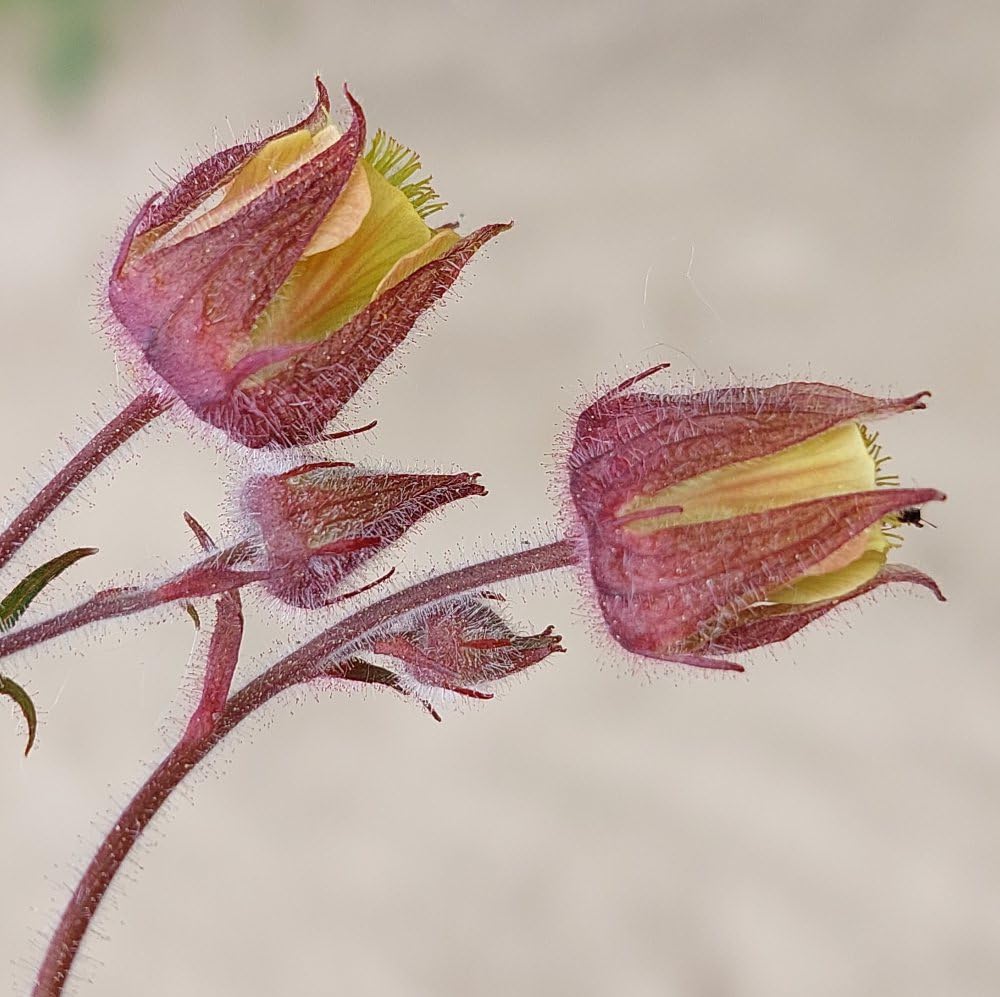 Geum rivale 'Water Avens' – Hardy Perennial for Moist Borders & Pond Margins, Orange-Pink Flowers, Bee-Friendly, British Native Plant - 1x 3 Litre Potted Plant by Thompson & Morgan