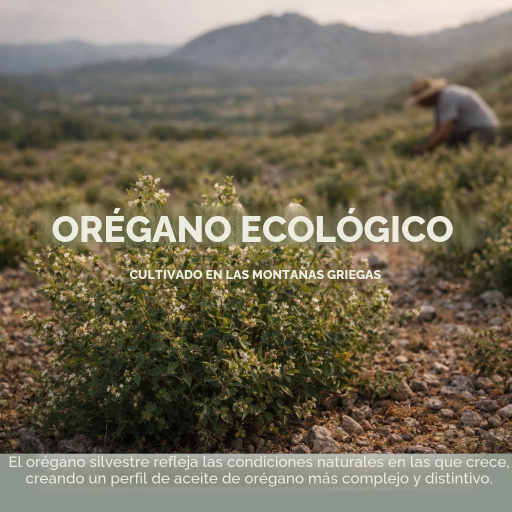 Cápsulas orgánicas de aceite salvaje vegano de orégano, 86-90% Carvacrol, apoyo inmunológico y digestivo, antioxidante natural, vegano, sin OMG, 60 cápsulas (60 blandas/1 paquete)