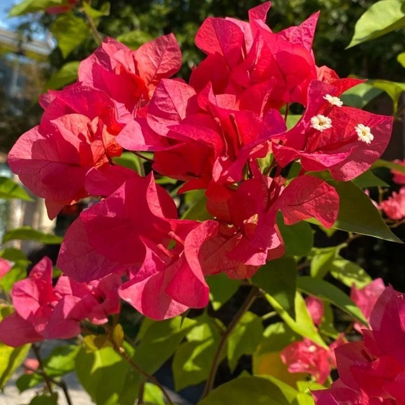 Miniatura 2 de Red Bougainvillea spectabilis - Plántulas de plantas vivas de 5 a 8 pulgadas de alto, pétalo doble, perfectas para decoración del hogar y jardín