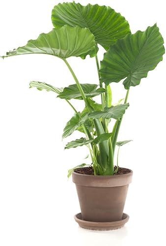 Miniatura 2 de justLeaf. Bulbo de taro gigante envío gratuito de 3 días desde EE. UU. Enormes plantas de oreja de elefante verde. Colocasia Esculenta, planta de